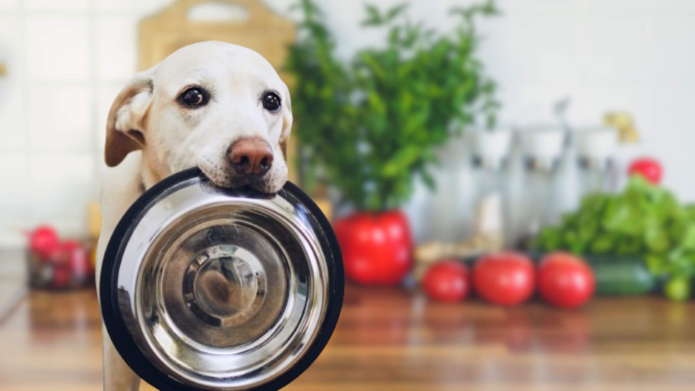 Quantas Vezes o Cachorro Deve Comer por Dia O Cão Chupando Manga