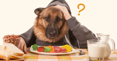 comida natural para cachorros