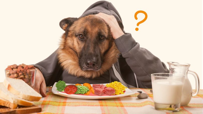 comida natural para cachorros