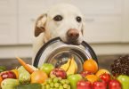 alimentação natural para cachorro