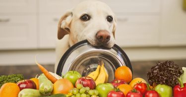 alimentação natural para cachorro