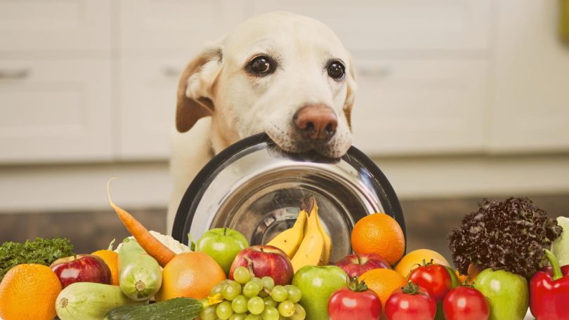 alimentação natural para cachorro