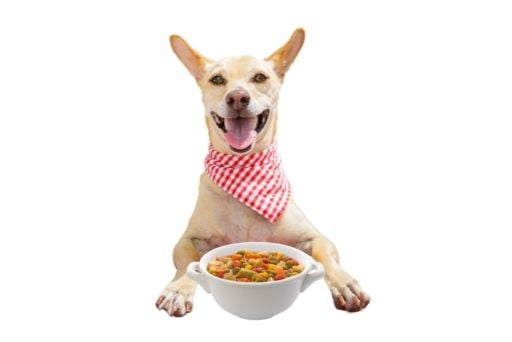 receita de comida natural para cachorro