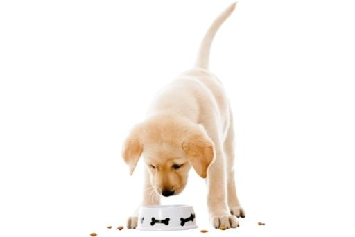 receita de comida natural para cachorro