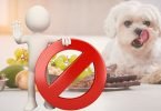 alimentação natural para cachorro