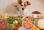 alimentação natural para cachorros