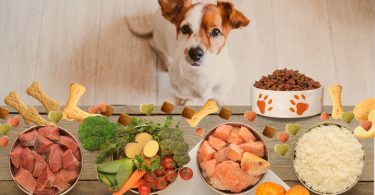 alimentação natural para cachorros