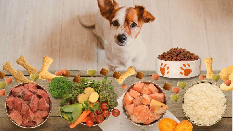 alimentação natural para cachorros