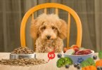 comida natural para cachorro