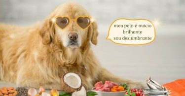 alimentos naturais para cães