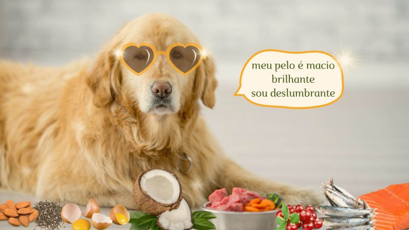 alimentos naturais para cães