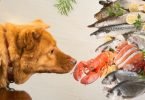 cachorro pode comer