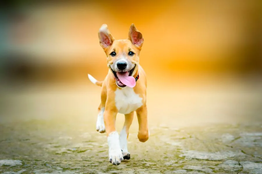 alimentação natural para cachorro