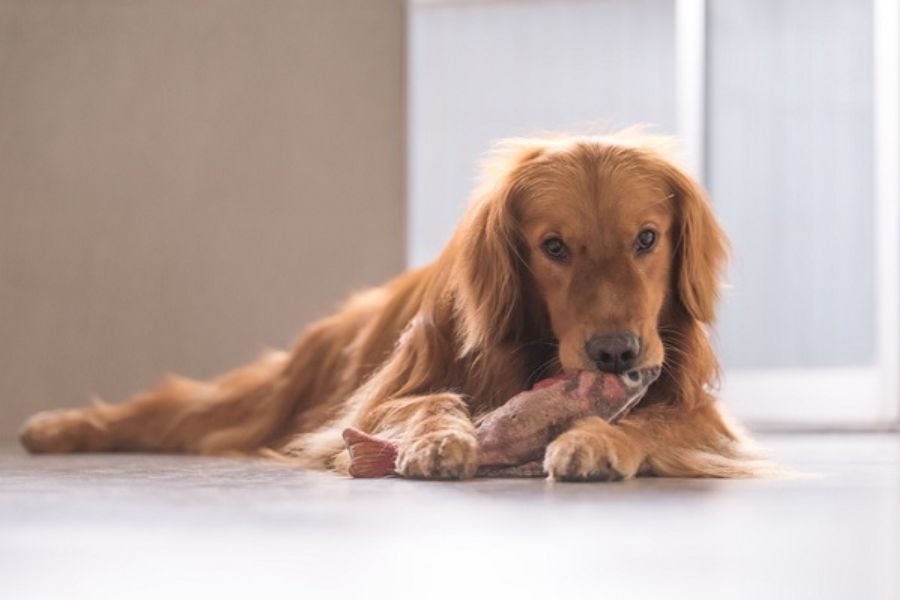 receita de comida natural para cachorro