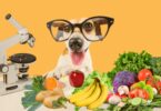 alimentação natural para cães