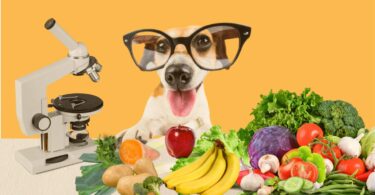 alimentação natural para cães