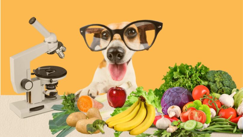 alimentação natural para cães
