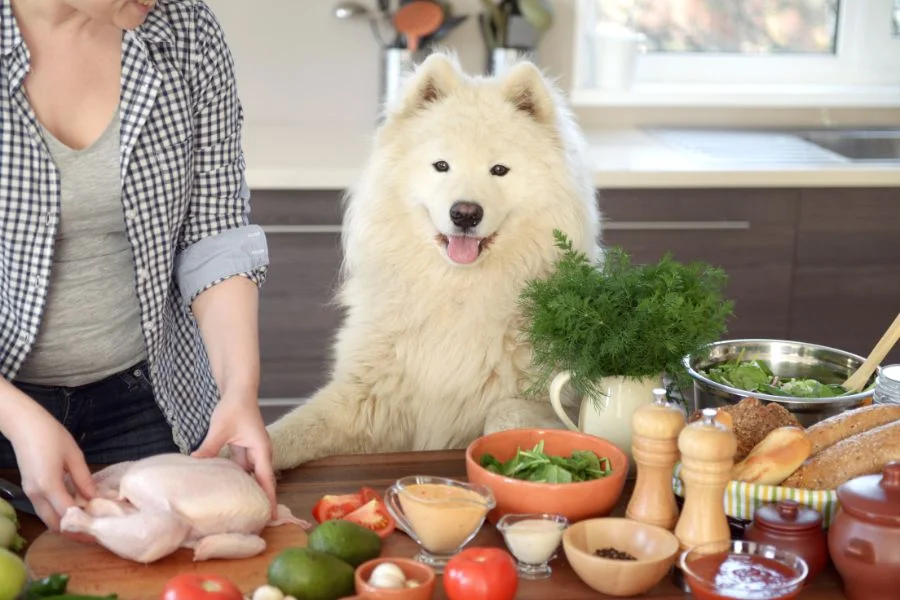 comida natural para cachorro