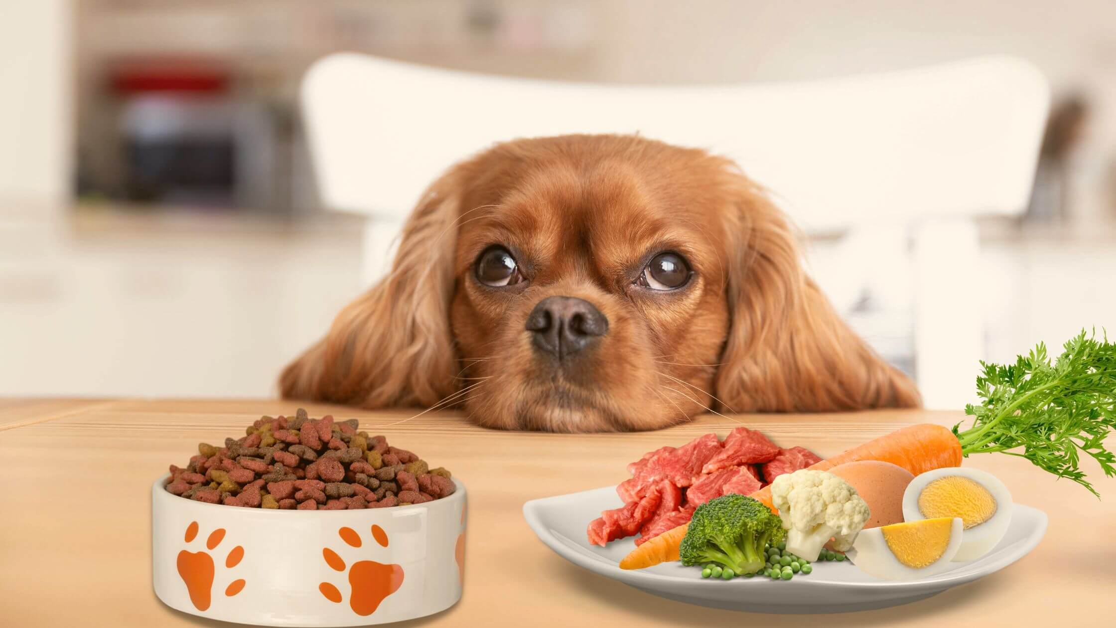 Devo mudar a dieta do meu cachorro para comida natural? - O Cão Chupando  Manga