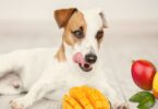 cachorro pode comer manga