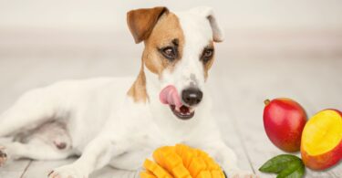 cachorro pode comer manga