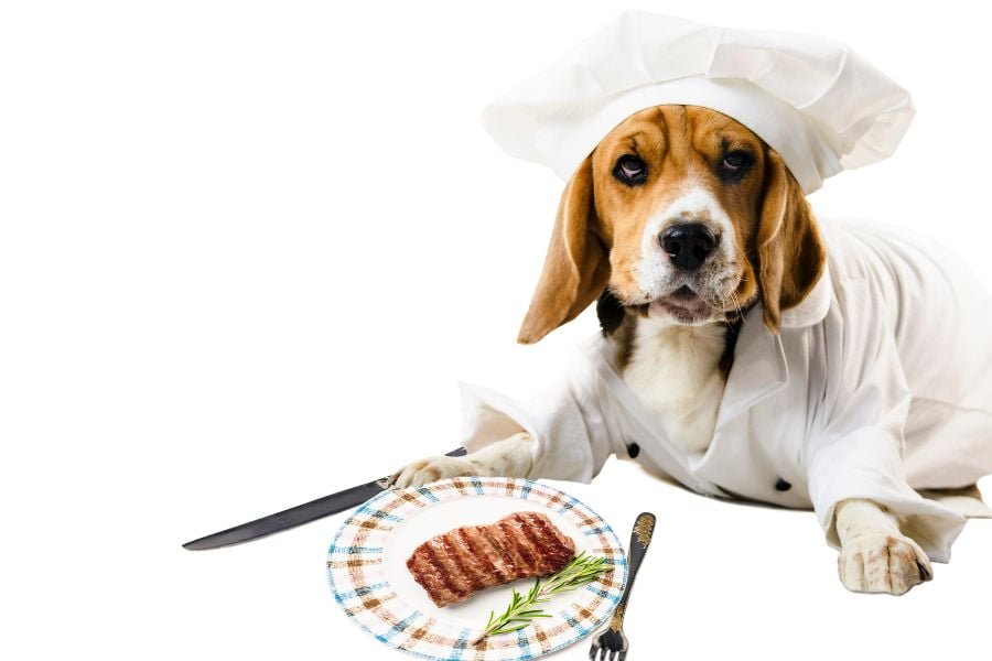 receita de comida natural para cachorro
