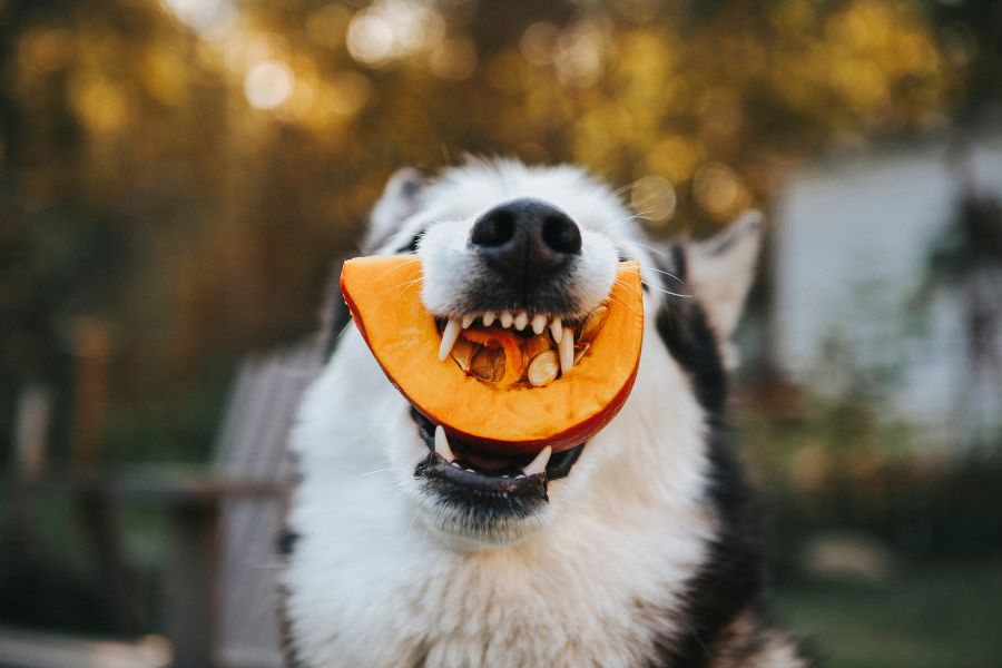 receita de comida natural para cachorro