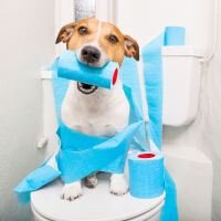 comida natural para cachorro