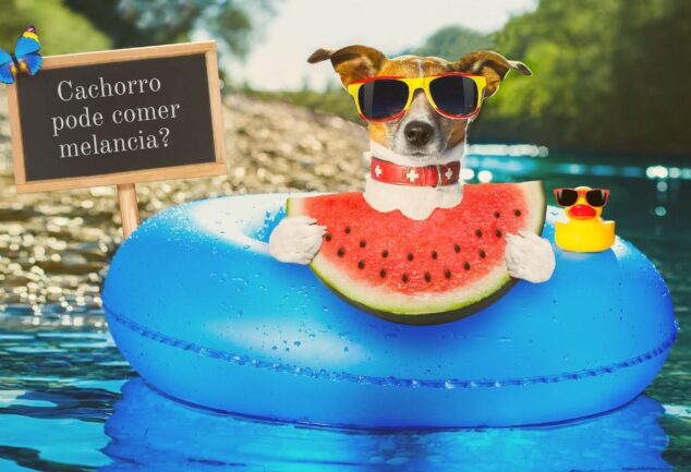 cachorro pode comer melancia