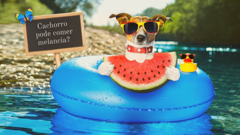 cachorro pode comer melancia