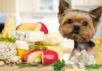 cachorro pode comer queijo