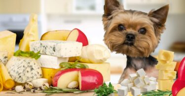 cachorro pode comer queijo