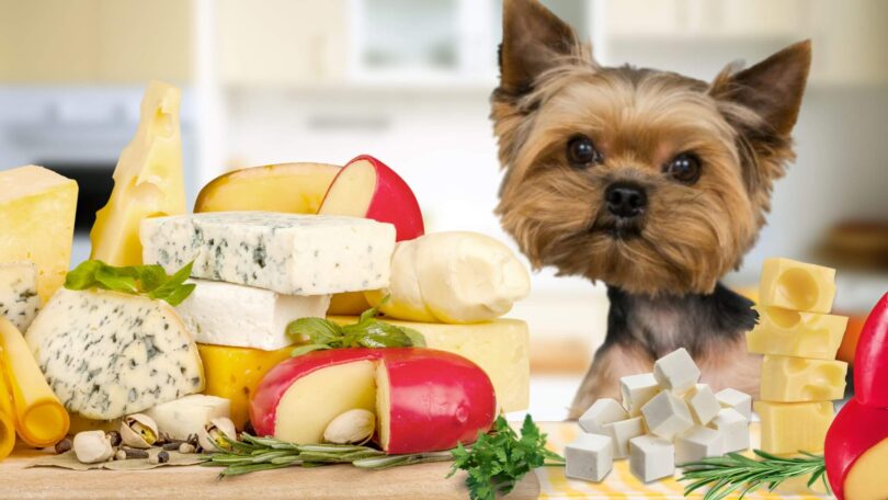 cachorro pode comer queijo