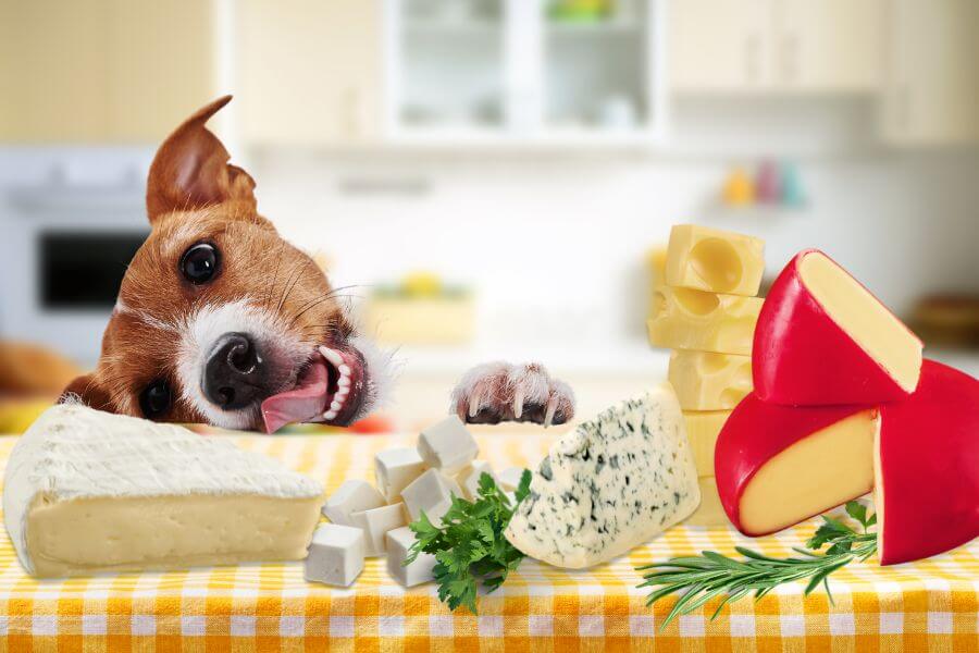 cachorro pode comer queijo