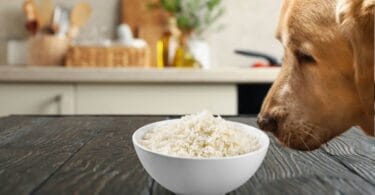 cachorro pode comer