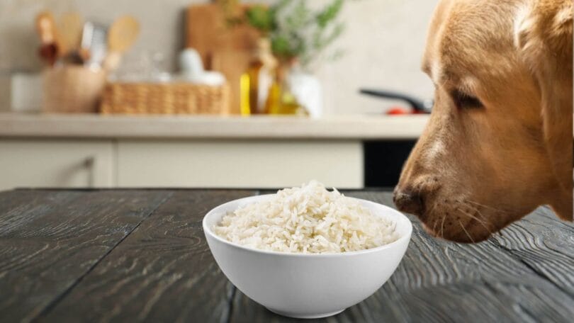 cachorro pode comer