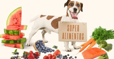 Alimentação natural para cães