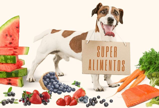 Alimentação natural para cães