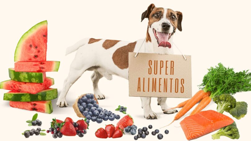 Alimentação natural para cães